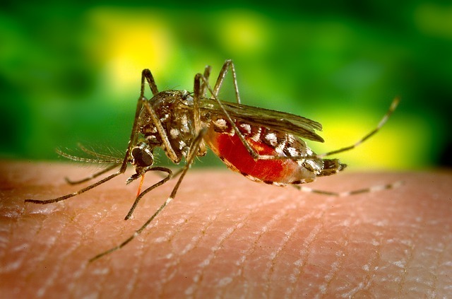 Keep the Mosquitoes Away This Summer – Life Hacks